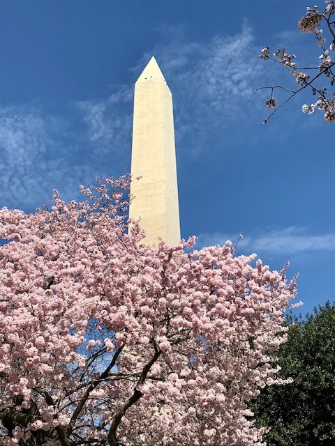 2021 ワシントンD.C. 桜便り_d0269832_21025569.jpeg