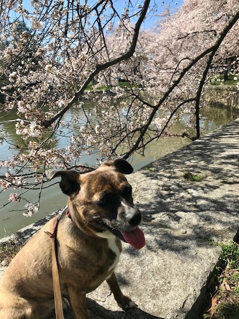 2021 ワシントンD.C. 桜便り_d0269832_21025580.jpeg