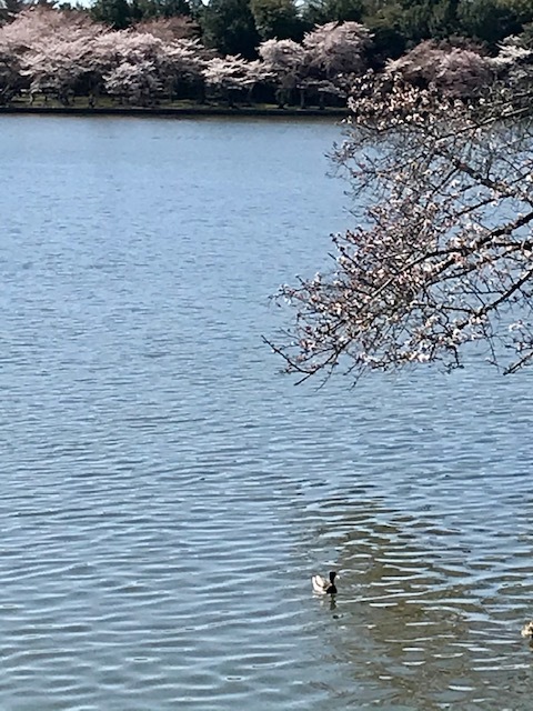 2021 ワシントンD.C. 桜便り_d0269832_21025594.jpeg