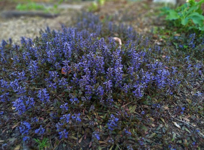 広がるアジュガの花 ヒバリのつぶやき 広がるアジュガの花 ヒバリのつぶやき
