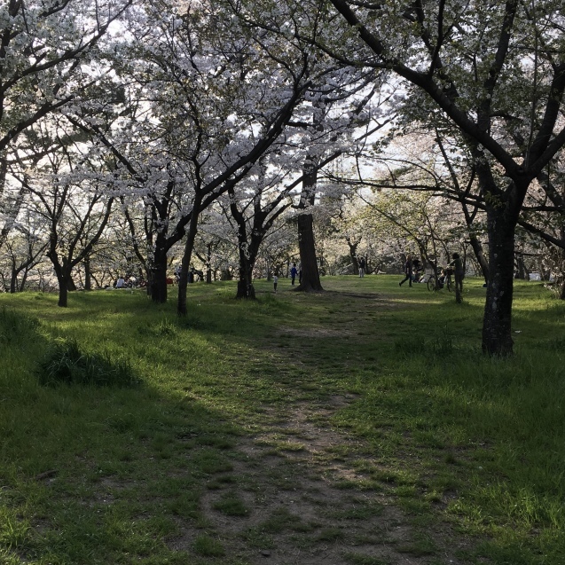 千里ニュータウンの桜_c0073633_22293037.jpg