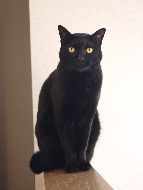 猫のお留守番 やまとくん編。_a0143140_20520430.jpg