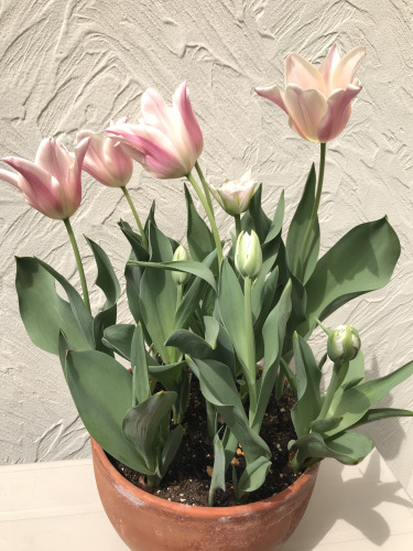 野の花のように