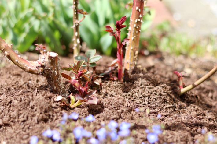 バラのシュートにょきにょき My Small Garden Sugar Plum バラのシュートにょきにょき My Small Garden Sugar Plum