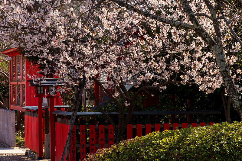 2021桜咲く京都 桜の神社（車折神社）_f0155048_10002593.jpg