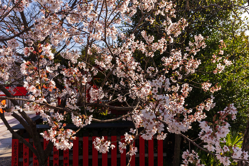 2021桜咲く京都 桜の神社（車折神社）_f0155048_10003120.jpg