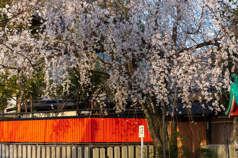 2021桜咲く京都 桜の神社（車折神社）_f0155048_10004534.jpg