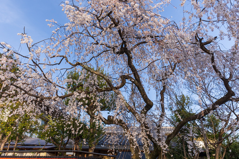 2021桜咲く京都 桜の神社（車折神社）_f0155048_10005077.jpg