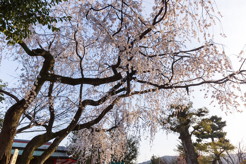 2021桜咲く京都 桜の神社（車折神社）_f0155048_10011321.jpg