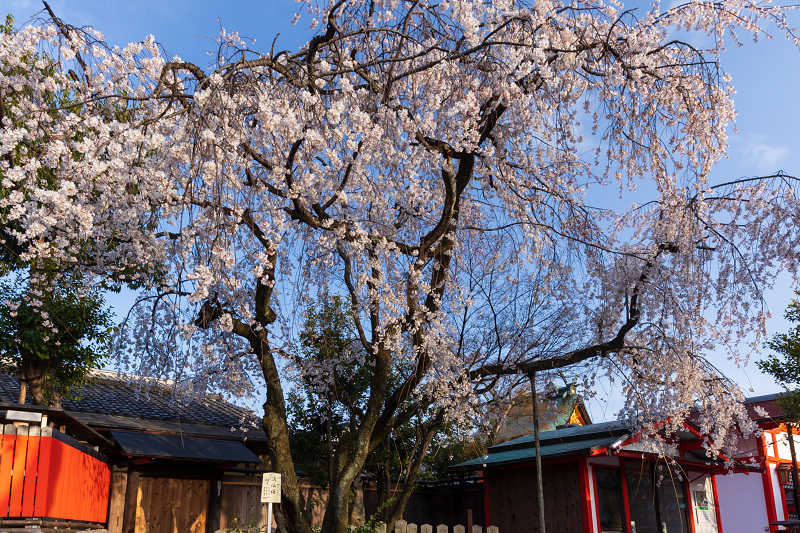 2021桜咲く京都 桜の神社（車折神社）_f0155048_10012846.jpg