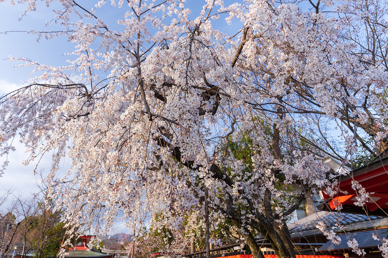 2021桜咲く京都 桜の神社（車折神社）_f0155048_10014035.jpg