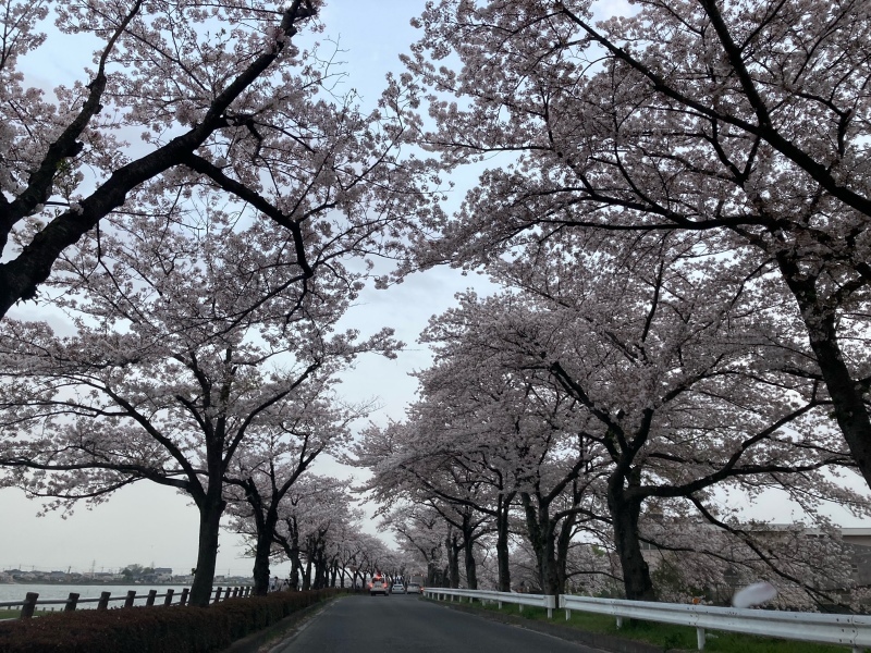 こんなところにサクラ並木_a0394451_20440644.jpeg