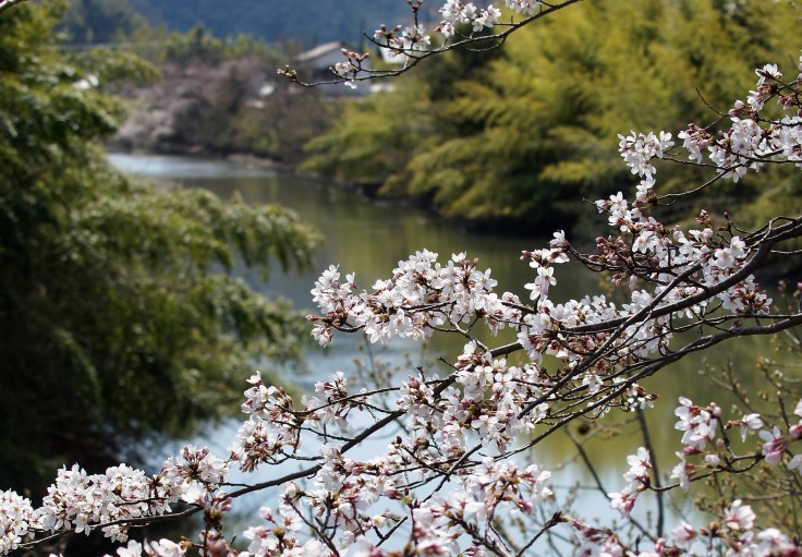 丹波篠山・篠山城外堀の桜_b0063958_23165235.jpg