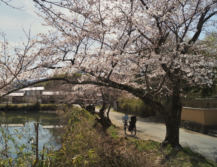 丹波篠山・篠山城外堀の桜_b0063958_23334015.jpg