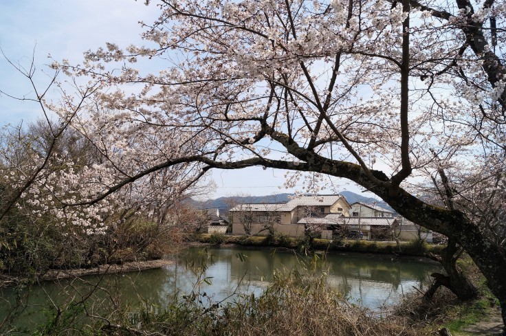 丹波篠山・篠山城外堀の桜_b0063958_23341193.jpg