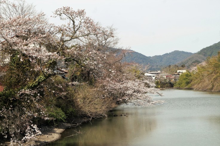 丹波篠山・篠山城外堀の桜_b0063958_23345322.jpg