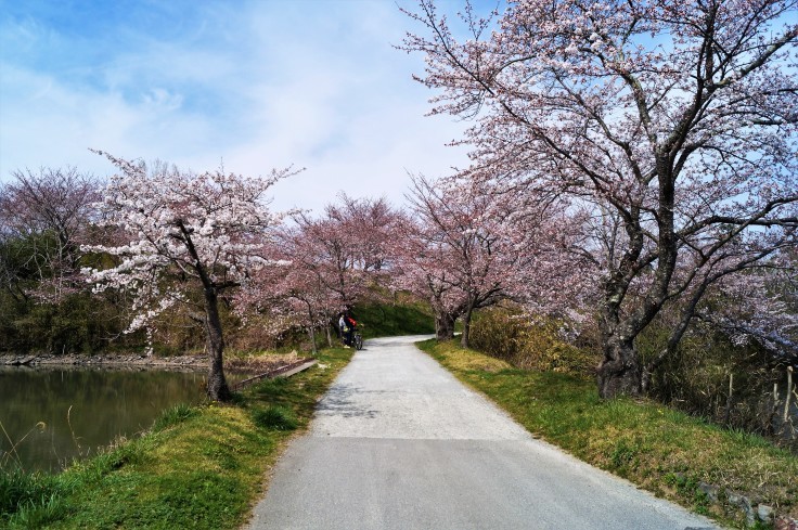 丹波篠山・篠山城外堀の桜_b0063958_23352554.jpg