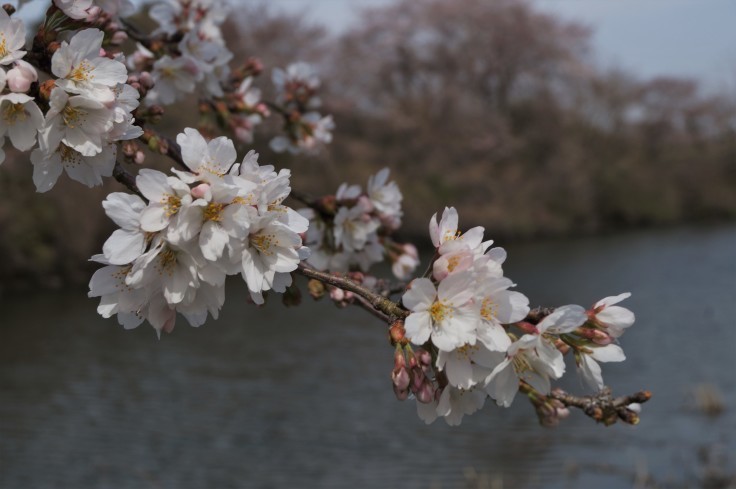 丹波篠山・篠山城外堀の桜_b0063958_23354871.jpg