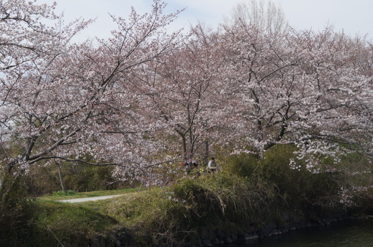 丹波篠山・篠山城外堀の桜_b0063958_23363498.jpg