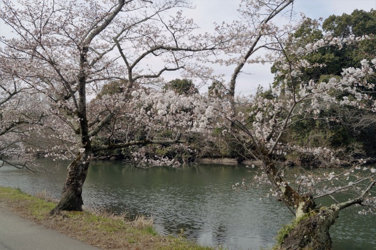 丹波篠山・篠山城外堀の桜_b0063958_23371957.jpg