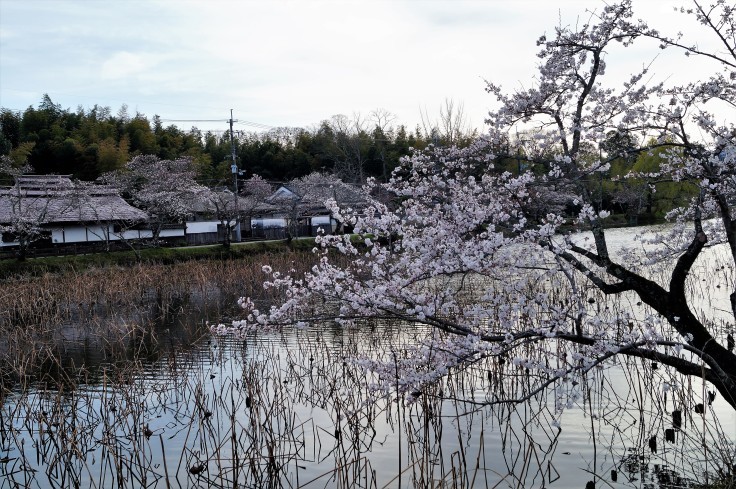 丹波篠山・篠山城外堀の桜_b0063958_23402508.jpg