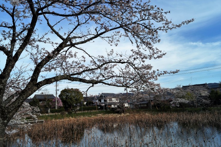 丹波篠山・篠山城外堀の桜_b0063958_23411262.jpg