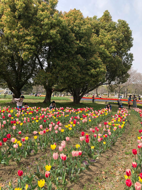 万博記念公園のチューリップ Memories 万博記念公園のチューリップ Memories