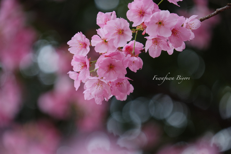 濃いピンクの桜 ふわふわ日和