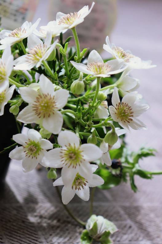 クレマチス挿し木苗２種 花暮らしの記