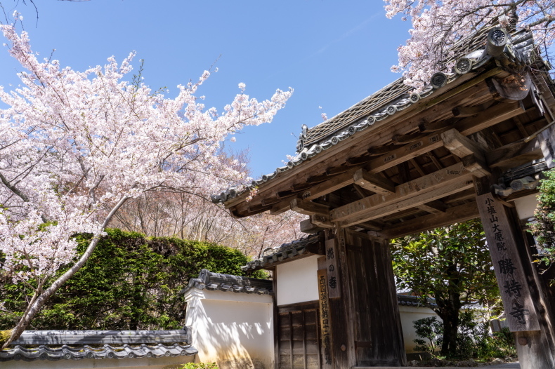 令和三年の西行桜 勝持寺 ほぼ京都人の密やかな眺め Excite Blog版