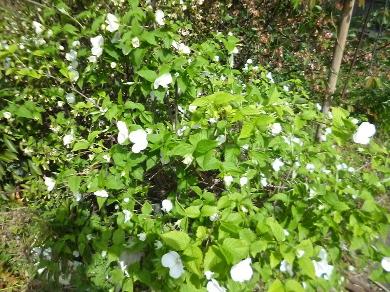 花遊びと角皿制作 サンカクバシ 土と私の日記