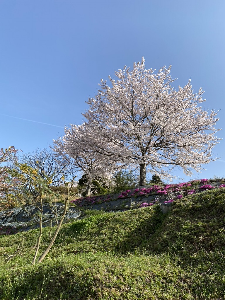 裏山の桜だより④　 〜2021〜_c0334574_15580371.jpeg