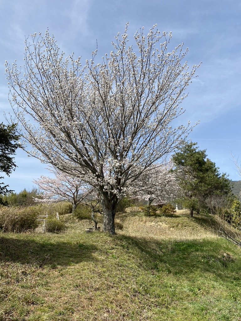 裏山の桜だより④　 〜2021〜_c0334574_16004471.jpeg