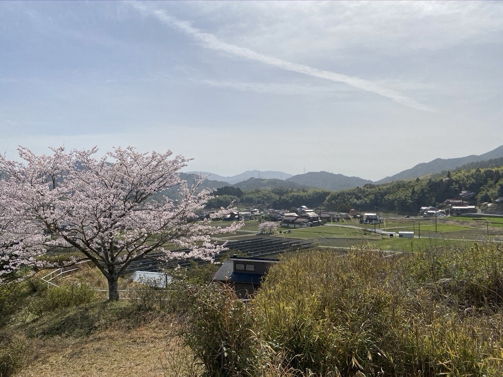 裏山の桜だより④　 〜2021〜_c0334574_16005409.jpeg