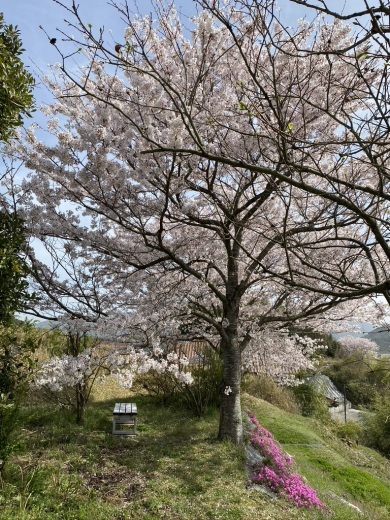 裏山の桜だより④　 〜2021〜_c0334574_16030559.jpeg