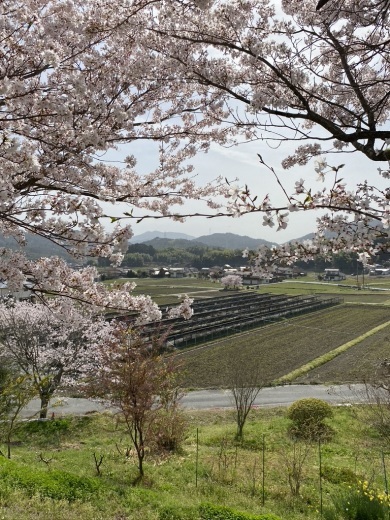 裏山の桜だより④　 〜2021〜_c0334574_16042363.jpeg