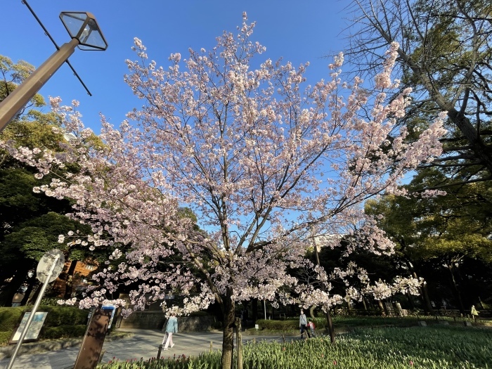 横浜公園のチューリップ_a0317581_20535774.jpeg