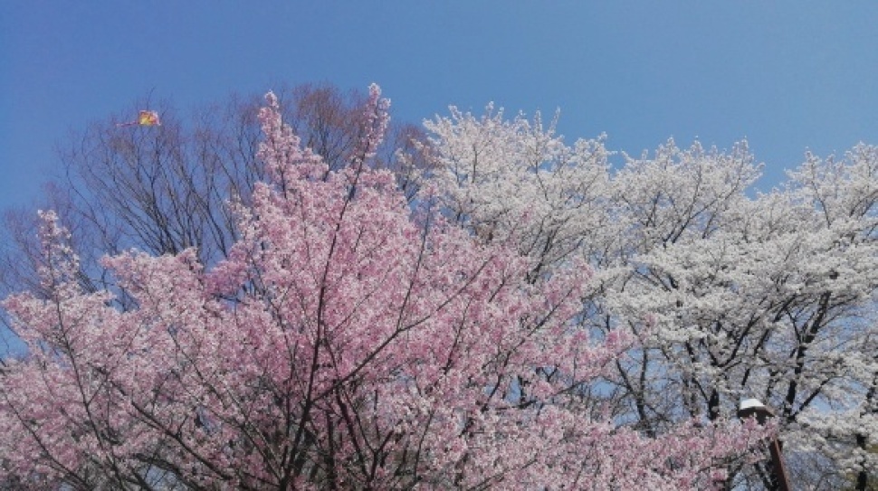 出発取止め　桜見物_c0212083_18174960.jpg