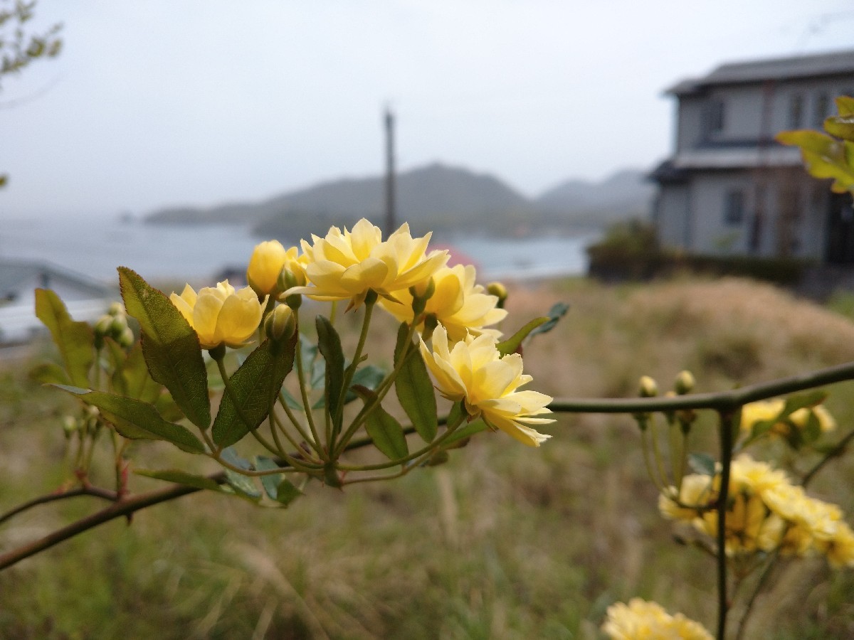 モッコウバラ咲きました_f0197985_23551396.jpg