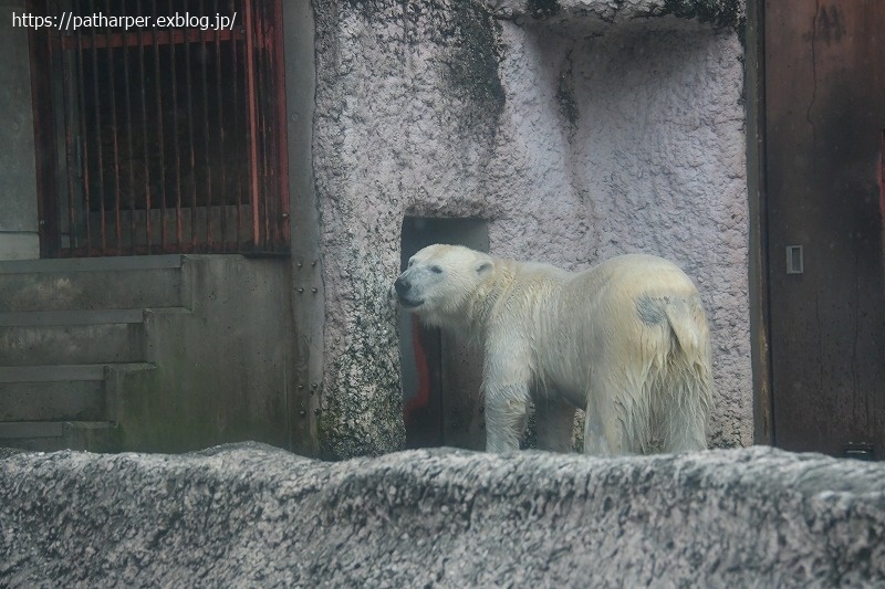 ２０２１年３月　とくしま動物園　その６　ユウキのオヤツタイム_a0052986_07203765.jpg