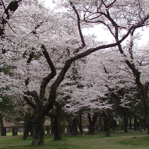 昭和懐古~絶滅危惧物・其の四~名脇役_d0178586_16473545.jpg