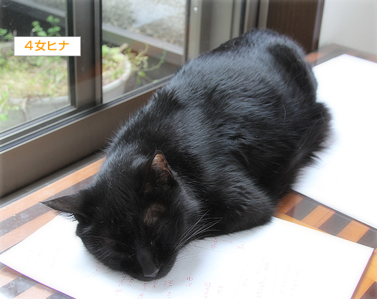 編集猫_a0389088_13222307.jpg