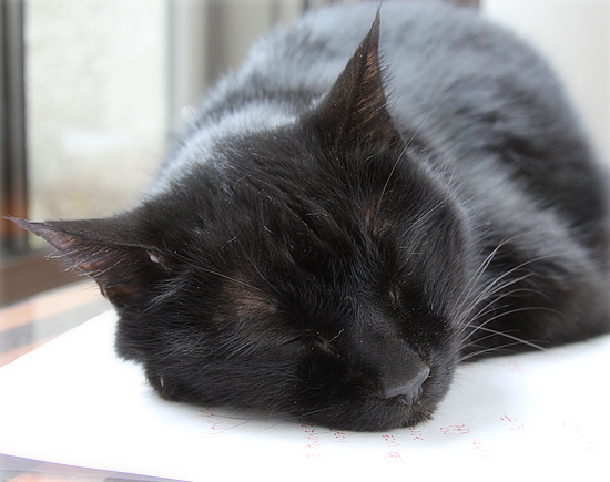 編集猫_a0389088_13222425.jpg