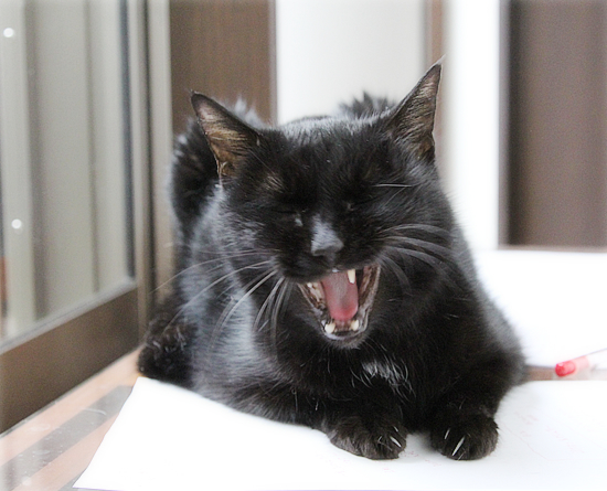 編集猫_a0389088_13222453.jpg