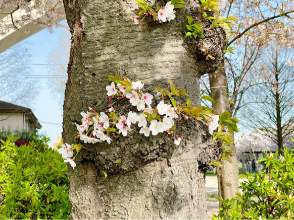 桜、今年も一途に満開です_f0377688_16434443.jpg