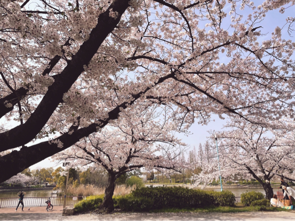 桜、今年も一途に満開です_f0377688_16440905.jpg