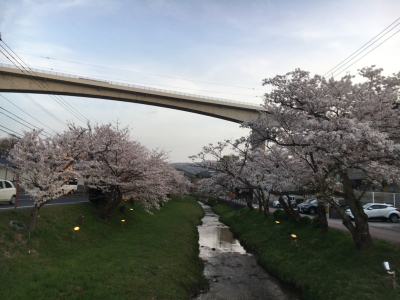 玉造温泉の桜並木 とりどり日記 I Love My Life 玉造温泉の桜並木 とりどり日記 I Love My Life