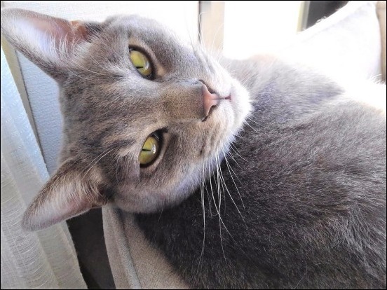 クロのこと そして猫たちのこと 猫と共に老いを生きる クロのこと そして猫たちのこと 猫と共に老いを生きる