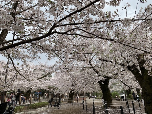 Others 桜満開 洗足池公園 猫と一緒に