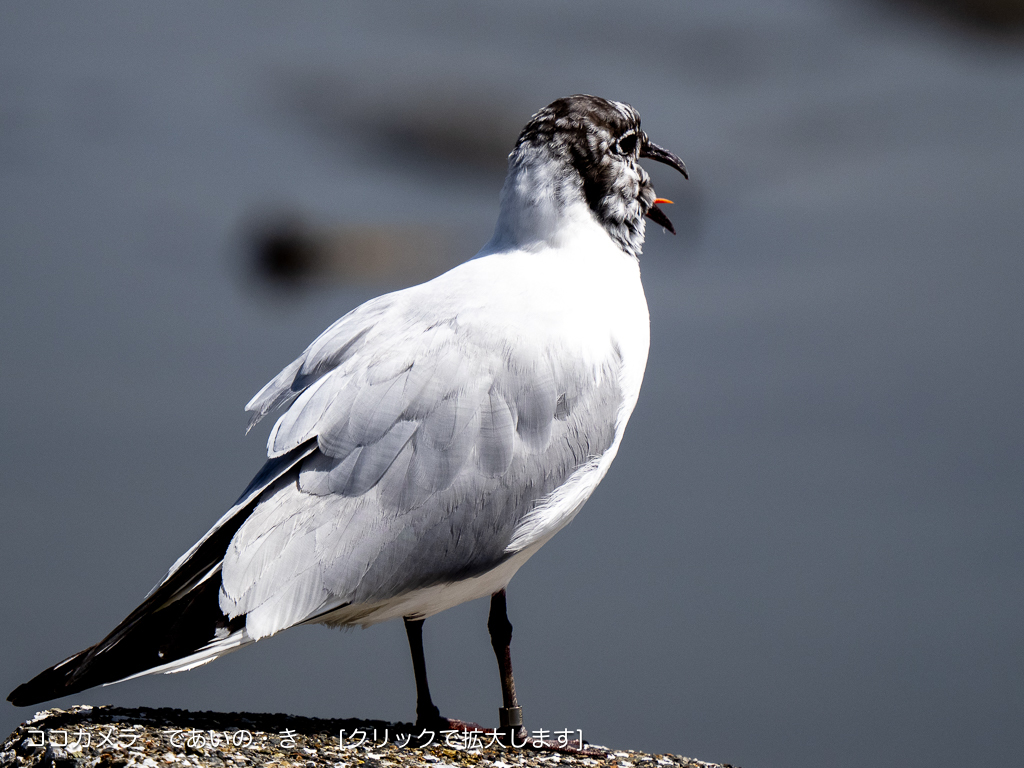 ココカメラ であいの き